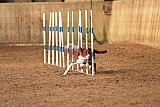 wedstrijd agility friends zondag