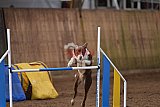 wedstrijd agility friends zondag