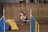 wedstrijd agility friends zondag