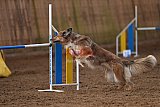 wedstrijd agility friends zondag