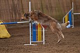 wedstrijd agility friends zondag