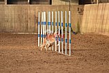 wedstrijd agility friends zondag