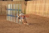 wedstrijd agility friends zondag