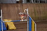 wedstrijd agility friends zondag