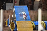 wedstrijd agility friends zondag
