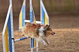 wedstrijd agility friends zondag
