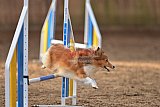 wedstrijd agility friends zondag