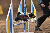 wedstrijd agility friends zondag