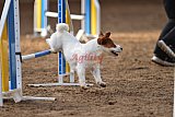 wedstrijd agility friends zondag