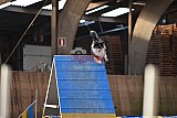 wedstrijd agility friends zondag