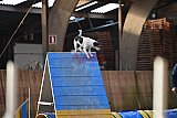 wedstrijd agility friends zondag