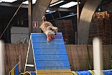 wedstrijd agility friends zondag
