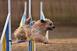 wedstrijd agility friends zondag