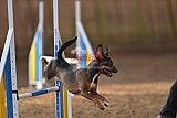 wedstrijd agility friends zondag