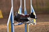 wedstrijd agility friends zondag