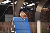 wedstrijd agility friends zondag