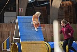 wedstrijd agility friends zondag