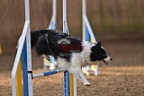 wedstrijd agility friends zondag