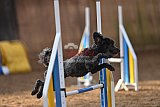 wedstrijd agility friends zondag