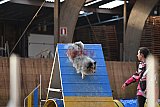 wedstrijd agility friends zondag