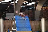 wedstrijd agility friends zondag