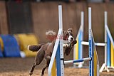 wedstrijd agility friends zondag
