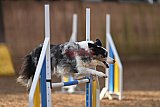 wedstrijd agility friends zondag