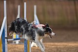 wedstrijd agility friends zondag