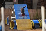 wedstrijd agility friends zondag