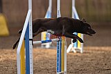 wedstrijd agility friends zondag
