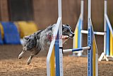 wedstrijd agility friends zondag