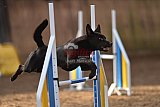 wedstrijd agility friends zondag
