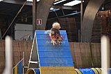 wedstrijd agility friends zondag