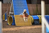 wedstrijd agility friends zondag