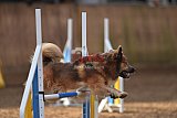 wedstrijd agility friends zondag