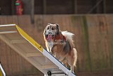 wedstrijd agility friends zondag