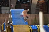 wedstrijd agility friends zondag