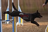 wedstrijd agility friends zondag