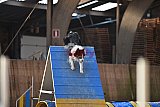 wedstrijd agility friends zondag