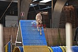 wedstrijd agility friends zondag