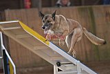 wedstrijd agility friends zondag