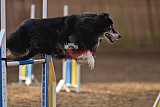 wedstrijd agility friends zondag