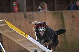 wedstrijd agility friends zondag