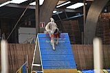 wedstrijd agility friends zondag