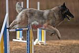 wedstrijd agility friends zondag