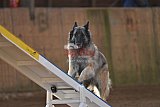 wedstrijd agility friends zondag