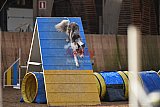 wedstrijd agility friends zondag
