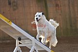 wedstrijd agility friends zondag
