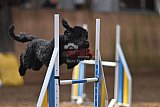 wedstrijd agility friends zondag