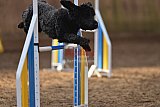 wedstrijd agility friends zondag